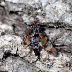 Pseudotephritis vau