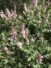 Hedysarum occidentale