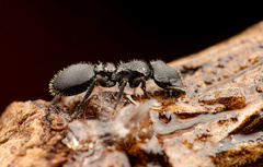 Cephalotes rohweri