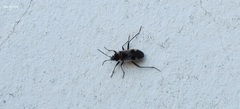 Panaorus albomaculatus
