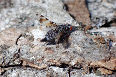 Pseudotephritis vau