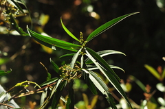 Miconia elaeodendrum