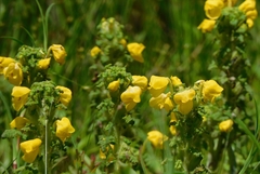 Pedicularis hoffmeisteri