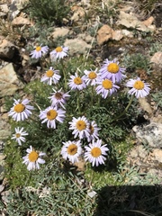 Erigeron pinnatisectus
