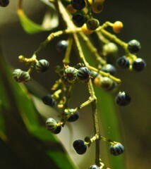 Miconia elaeodendrum