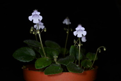 Metapetrocosmea peltata