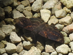Chiomara mithrax