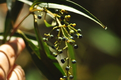 Miconia elaeodendrum