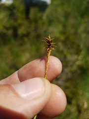 Carex exilis