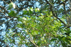 Miconia elaeodendrum