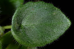 Metapetrocosmea peltata