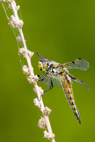 Four-spotted Skimmer, photo 6 of 10