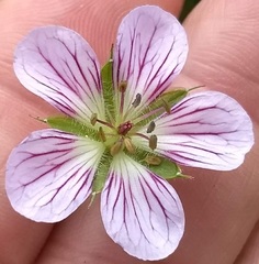Geranium californicum
