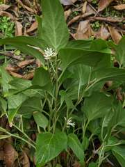 Pachysandra axillaris