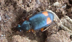 Chlaenius fasciger