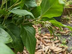 Pachysandra axillaris