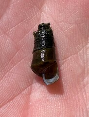 Pleurocera pyrenella