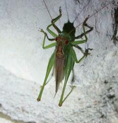 Orchelimum silvaticum