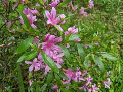 Rhododendron kanehirae