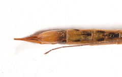 Nephrotoma cingulata