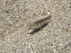 Trimerotropis maritima