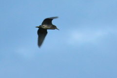 Nycticorax nycticorax