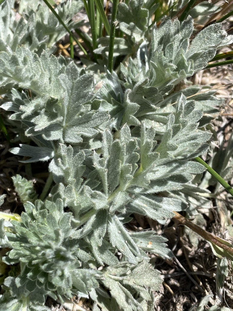 Brewer's cinquefoil