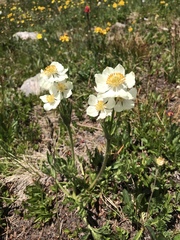 Anemonastrum zephyrum