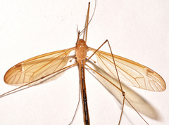 Nephrotoma cingulata