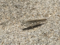 Trimerotropis maritima