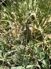 Artemisia scopulorum