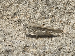 Trimerotropis maritima