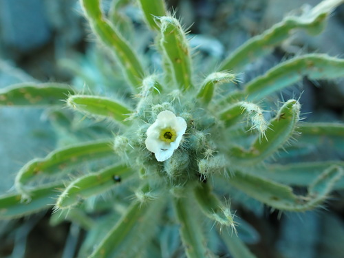 Image of Oreocarya thompsonii by no rights reserved