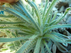 Oreocarya thompsonii