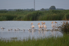 Pelecanus onocrotalus