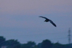 Nycticorax nycticorax