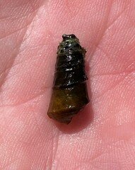Pleurocera pyrenella