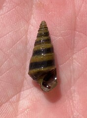 Pleurocera pyrenella
