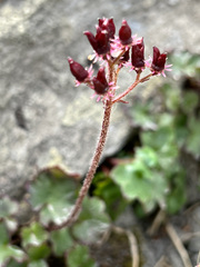 Micranthes porsildiana