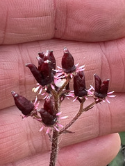 Micranthes porsildiana