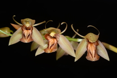 Coelogyne filipeda