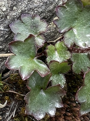 Micranthes porsildiana