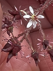 Micranthes porsildiana