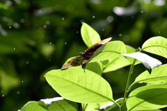 Archaeoprepona demophoon