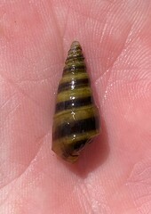 Pleurocera pyrenella