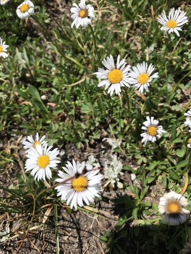 blackhead fleabane (Erigeron melanocephalus)