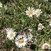 Blackhead Fleabane - Photo (c) Rosemary J. Smith, some rights reserved (CC BY-NC), uploaded by Rosemary J. Smith