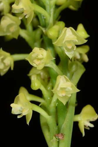 Polystachya concreta