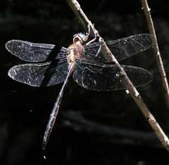 Somatochlora linearis