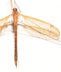 Nephrotoma cingulata